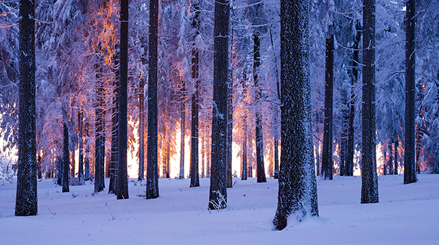 白雪覆盖的挪威云杉林