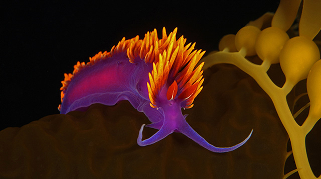 西班牙披肩海蛞蝓