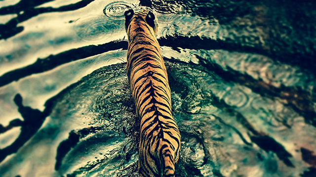 一只正在水中漫步的老虎