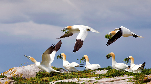 大萨尔提岛上的北方塘鹅