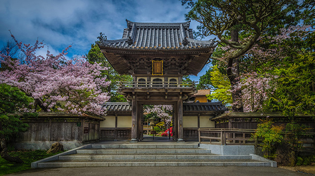 旧金山金门公园的日本茶园