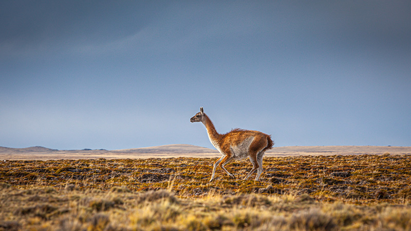 智利南部的草原上的小鹿