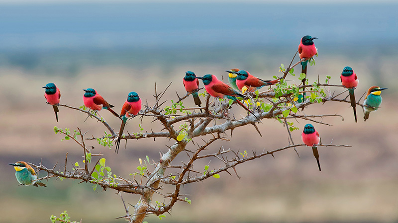 姆科马齐国家公园的胭脂红食蜂鸟