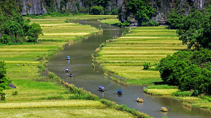 越南风景优美的稻田