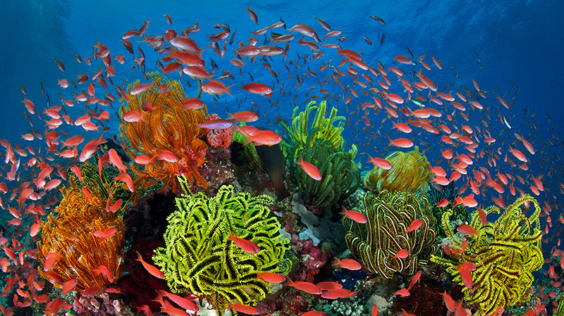 珊瑚礁周围的丝鳍拟花鮨鱼群