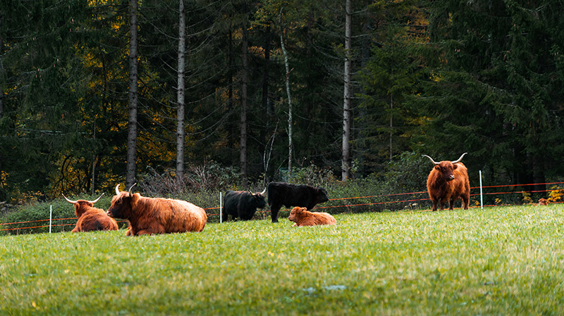 正在草地上休息的公牛一家