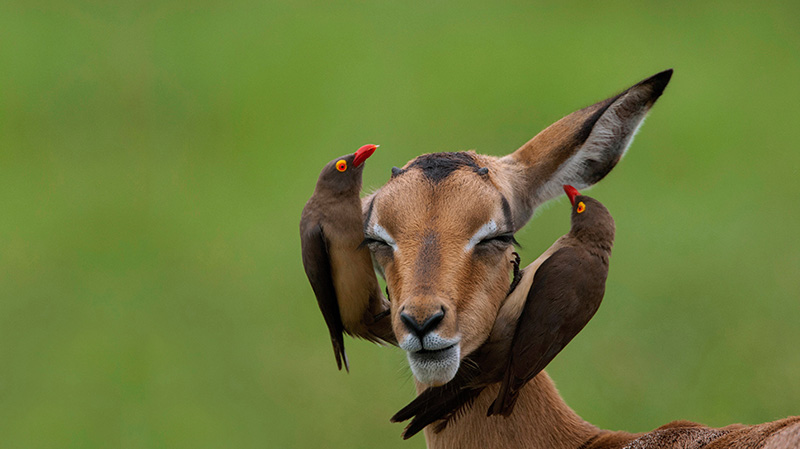 南非红嘴牛椋鸟和高角羚