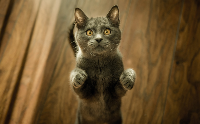 两脚站立的可爱小灰猫