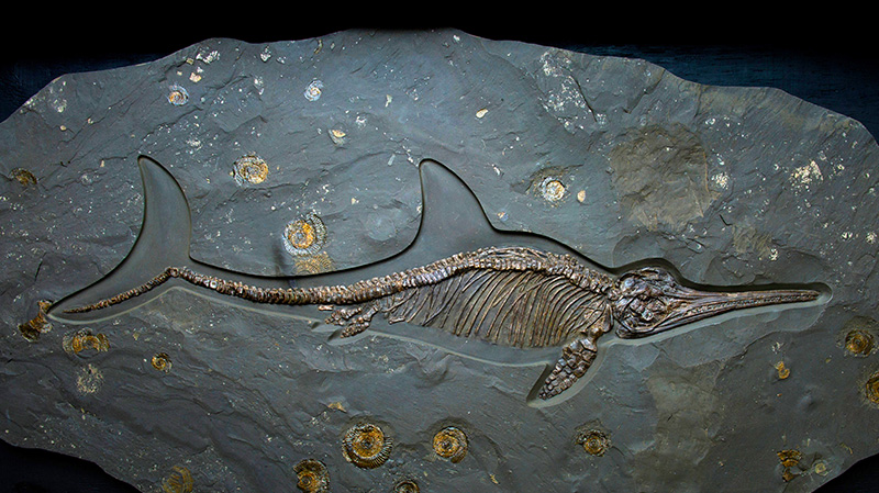 侏罗纪时期的鱼龙化石