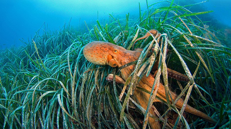 法国利翁湾海草中的章鱼