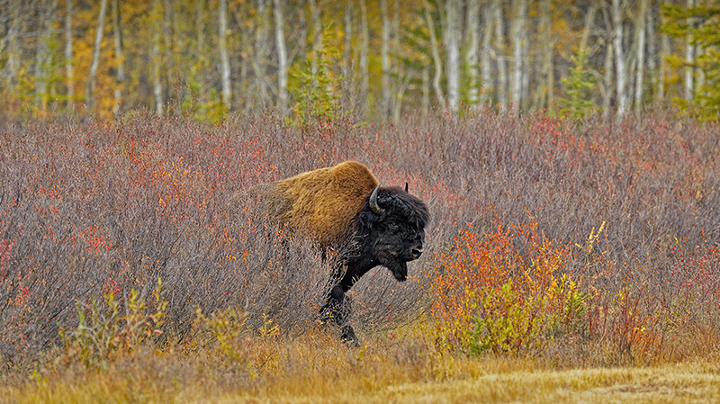 加拿大西北部的一头野牛