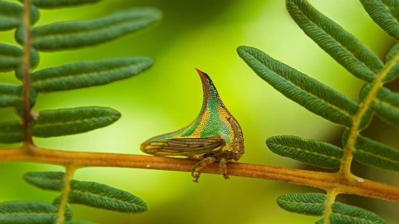 洪都拉斯国家公园里的刺蛾