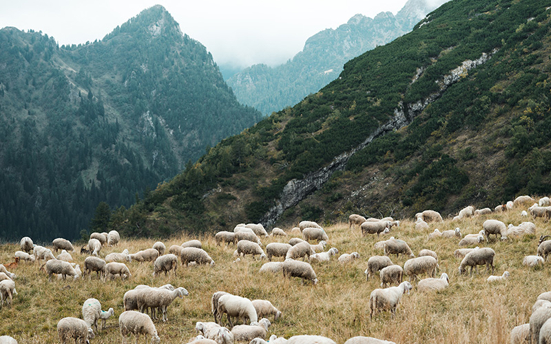 满是羊群的高山牧场