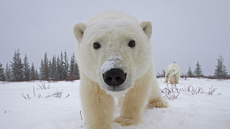 加拿大丘吉尔镇的北极熊