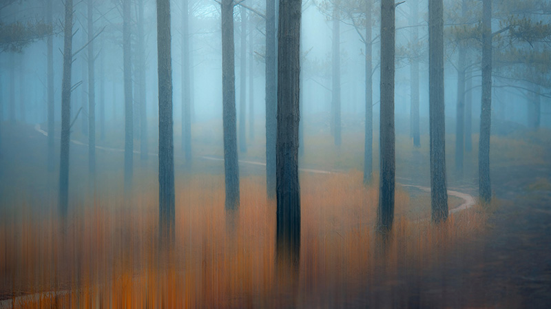 薄雾笼罩的松树林