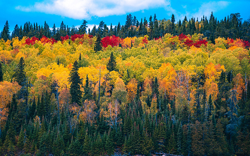 颜色丰富多彩的秋季树林