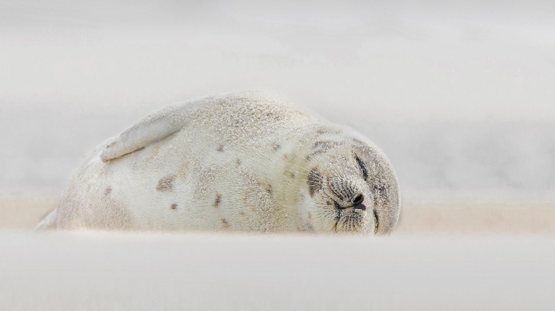 睡在海滩上的竖琴海豹