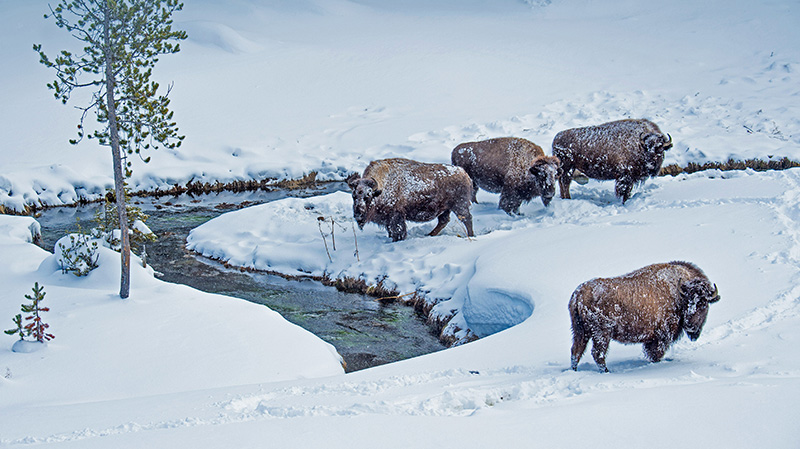 黄石国家公园的美洲野牛