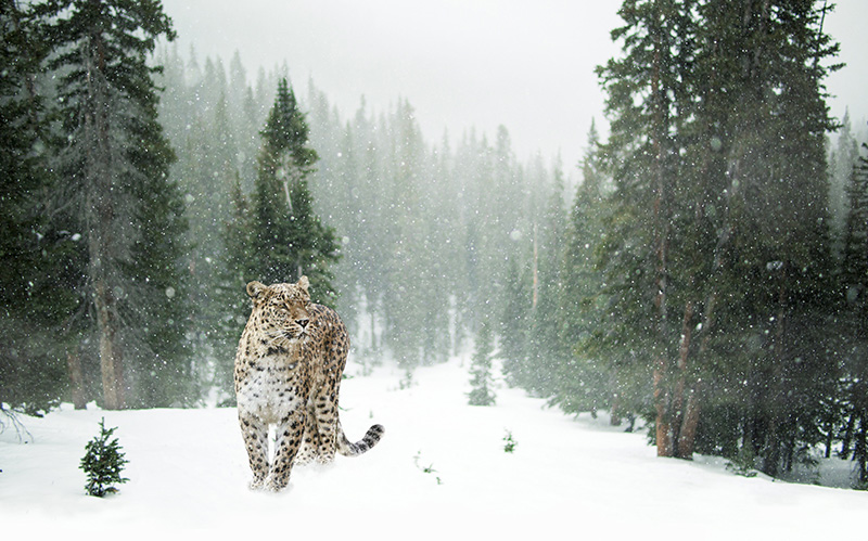 大雪中正在狩猎的雪豹