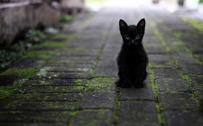 一只神秘的黑色猫咪