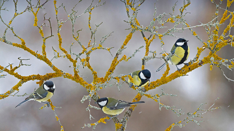 冬天树枝上的大山雀
