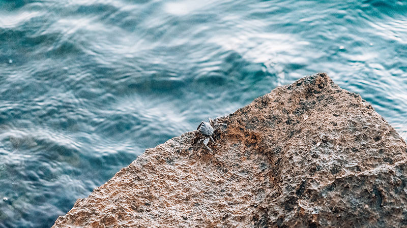 岩石海岸上的假面蟹