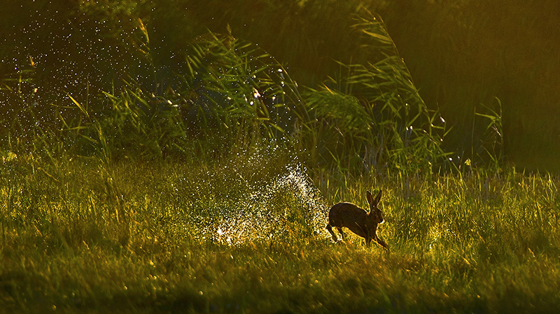 在湿地中跳跃的野兔