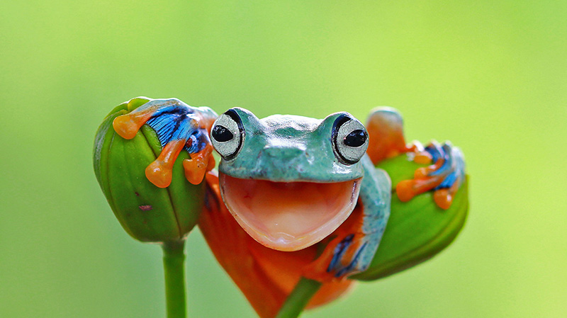鲜艳多彩的爪哇树蛙