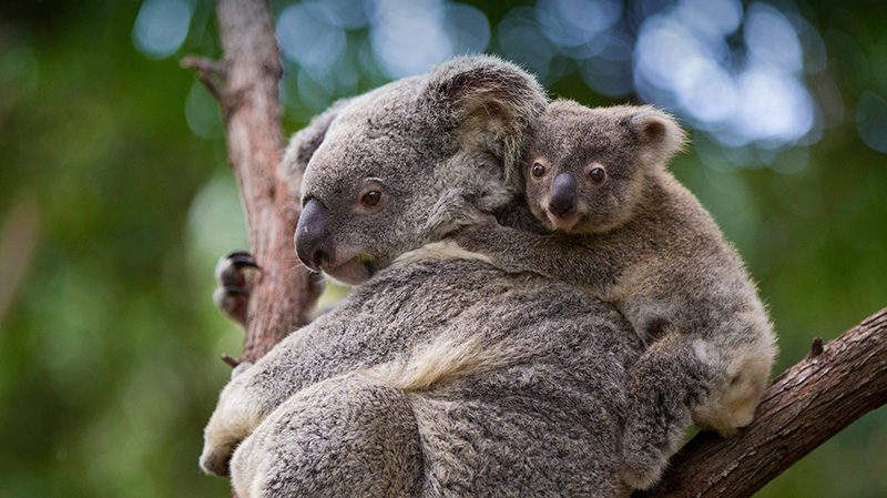 澳大利亚昆士兰考拉熊妈妈和宝宝
