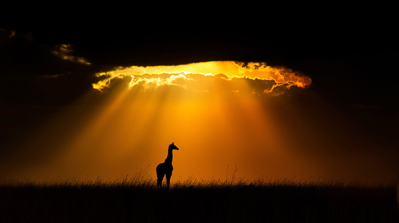 马赛马拉国家保护区一只长颈鹿