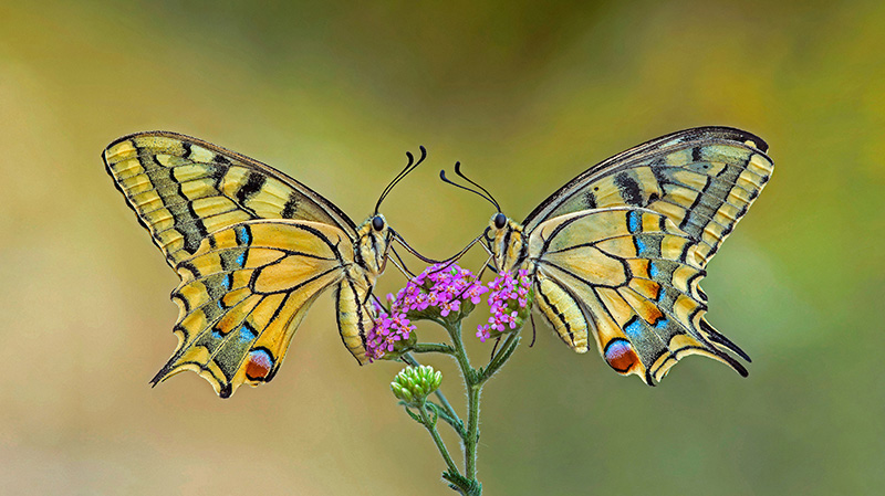 停在同一朵花上的两只金凤蝶