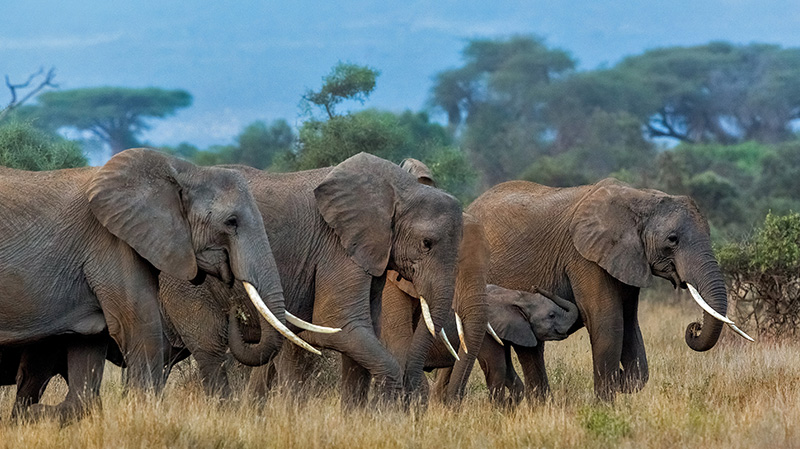 安博塞利国家公园里的非洲象群