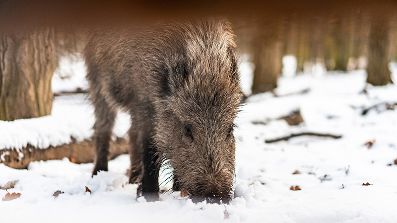 雪地里正在觅食的野猪