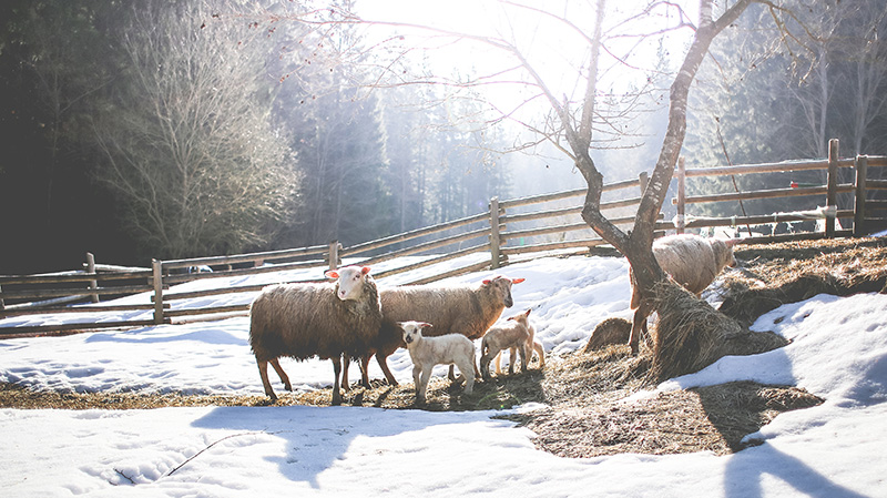 冬日在雪地里觅食的绵羊