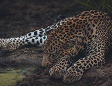 灌木丛中睡觉的豹子