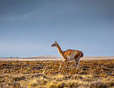 智利南部的草原上的小鹿