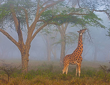 纳库鲁湖国家公园中的罗氏长颈鹿