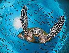 澳大利亚大堡礁潜水的绿蠵龟