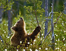 针叶林中的欧洲棕熊幼崽