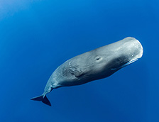 多米尼加罗索海岸附近的抹香鲸