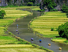 越南风景优美的稻田