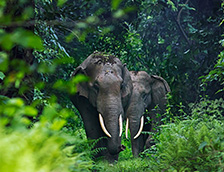 印度西孟加拉邦的亚洲象