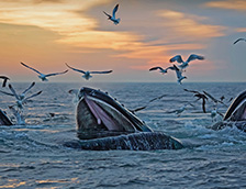 马萨诸塞州海岸附近的座头鲸