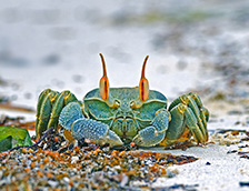 安斯海滩上的角眼沙蟹