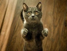 两脚站立的可爱小灰猫