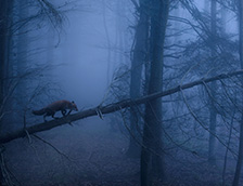 德国黑林山中的赤狐