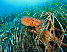 法国利翁湾海草中的章鱼