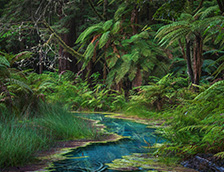 新西兰北岛红木纪念树林