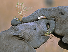 肯尼亚的非洲草原象