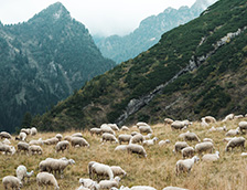 满是羊群的高山牧场